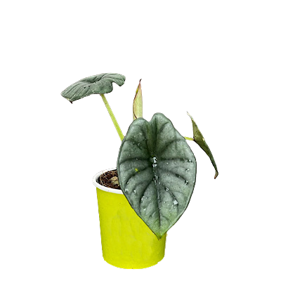 2" Alocasia Silver Nebula